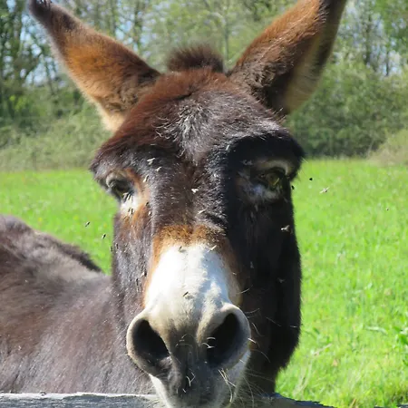 La Maison Des Landes Bed & Breakfast Mouzillon