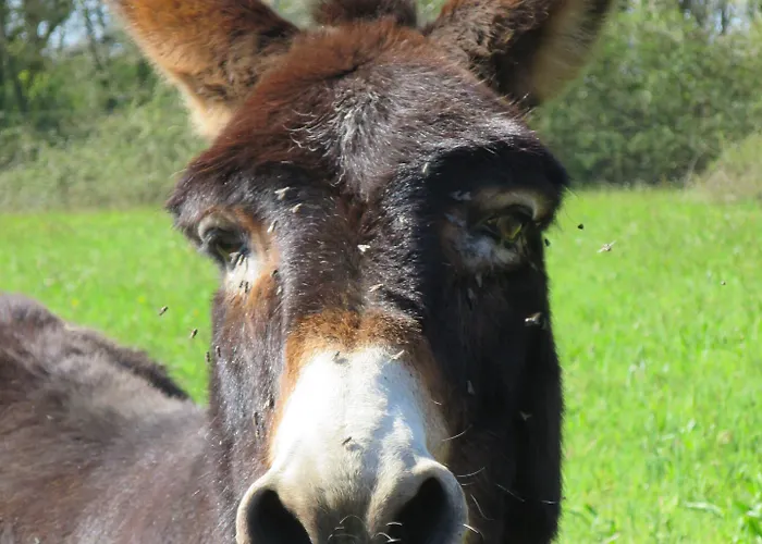 La Maison Des Landes Bed & Breakfast Mouzillon